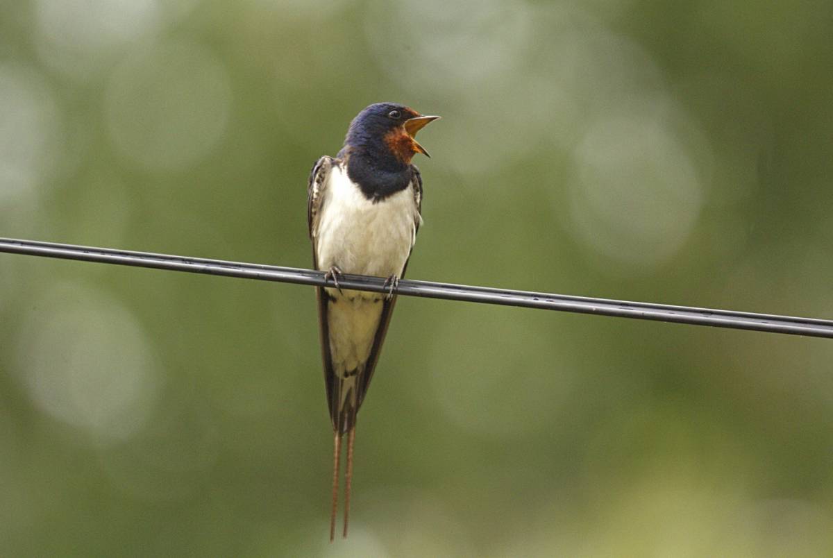 Деревенская ласточка (Hirundo rustica). Фото: Н. Каранова