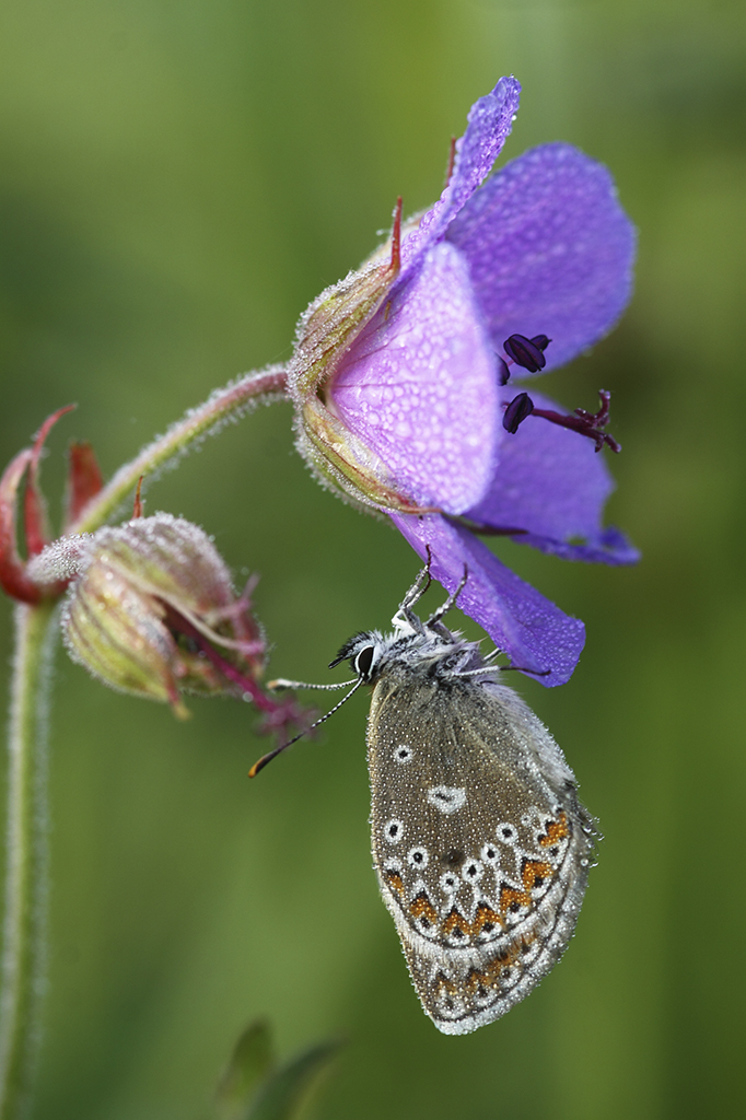 Голубянка эвмедон (Eumedonia eumedon)