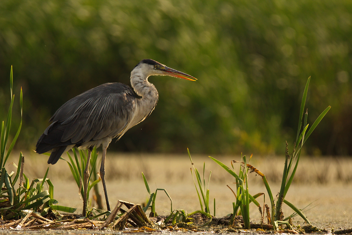 Серая цапля (Ardea cinerea)