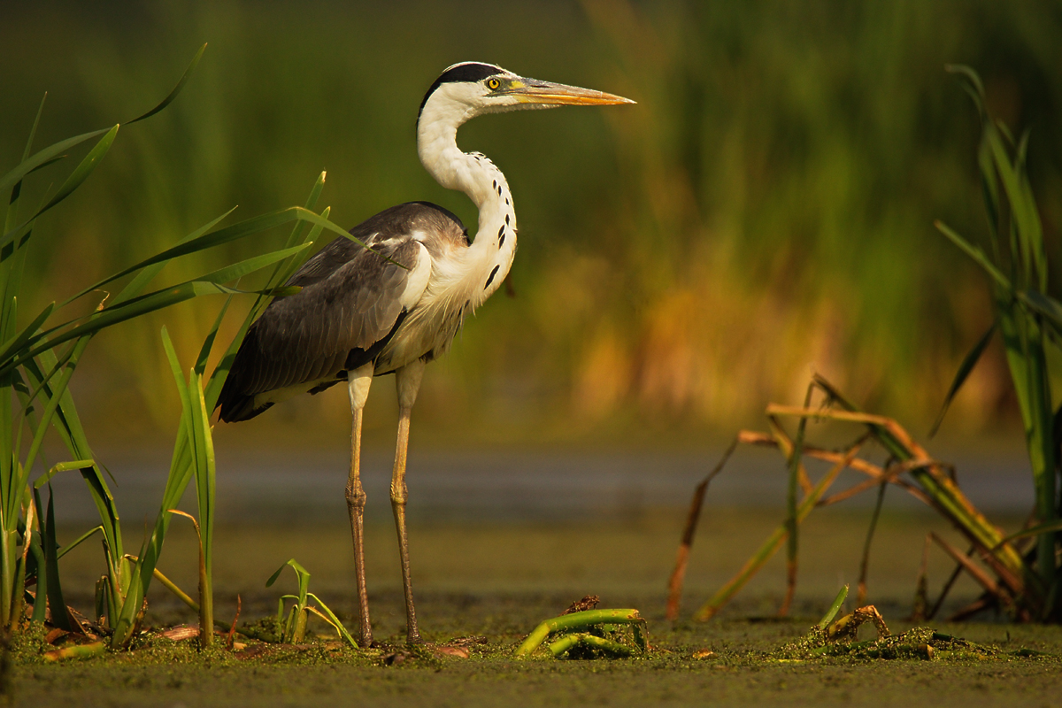 Серая цапля (Ardea cinerea)