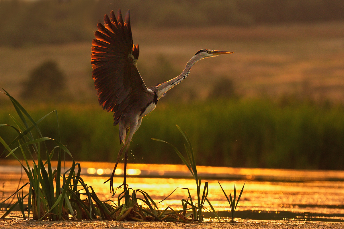 Серая цапля (Ardea cinerea)