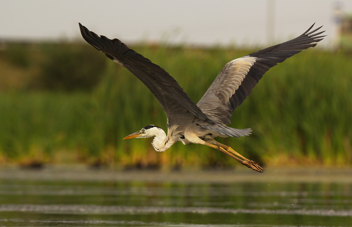 Серая цапля (Ardea cinerea)