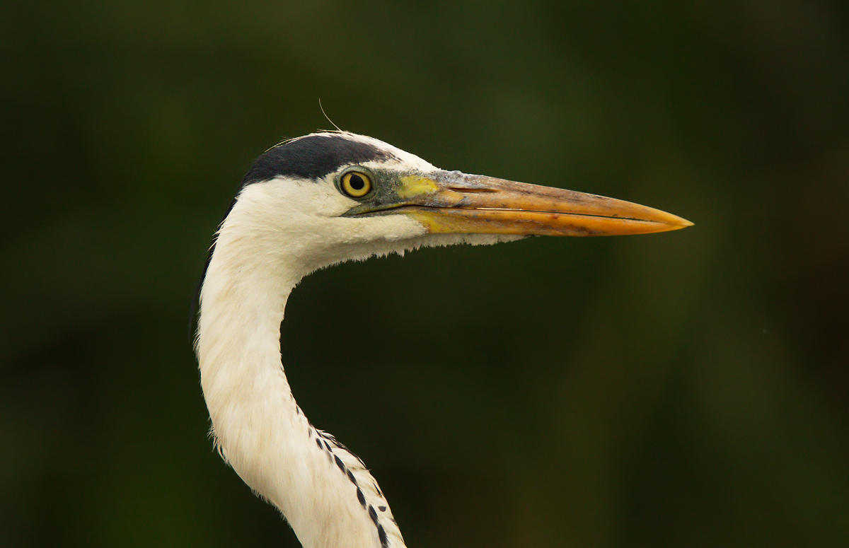 Серая цапля (Ardea cinerea)
