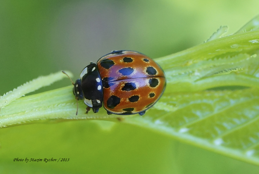 Коровка глазчатая (Anatis ocellata)