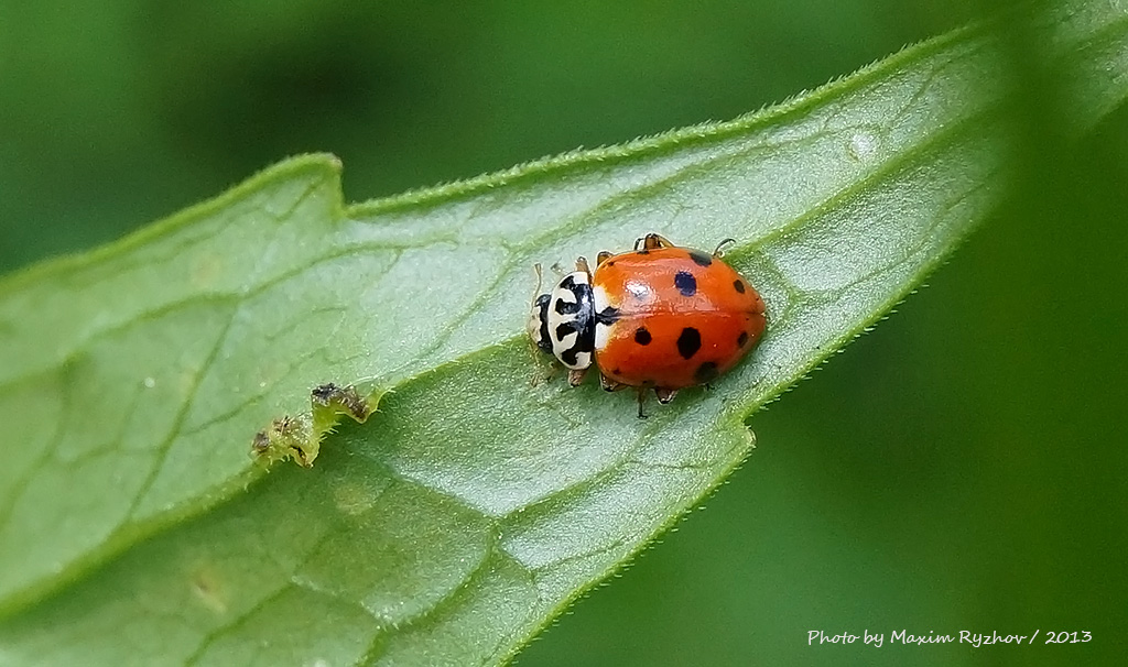 Адония изменчивая (Adonia variegata)