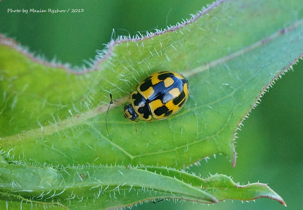 Коровка четырнадцатиточечная (Propylea quatuordecimpunctata)