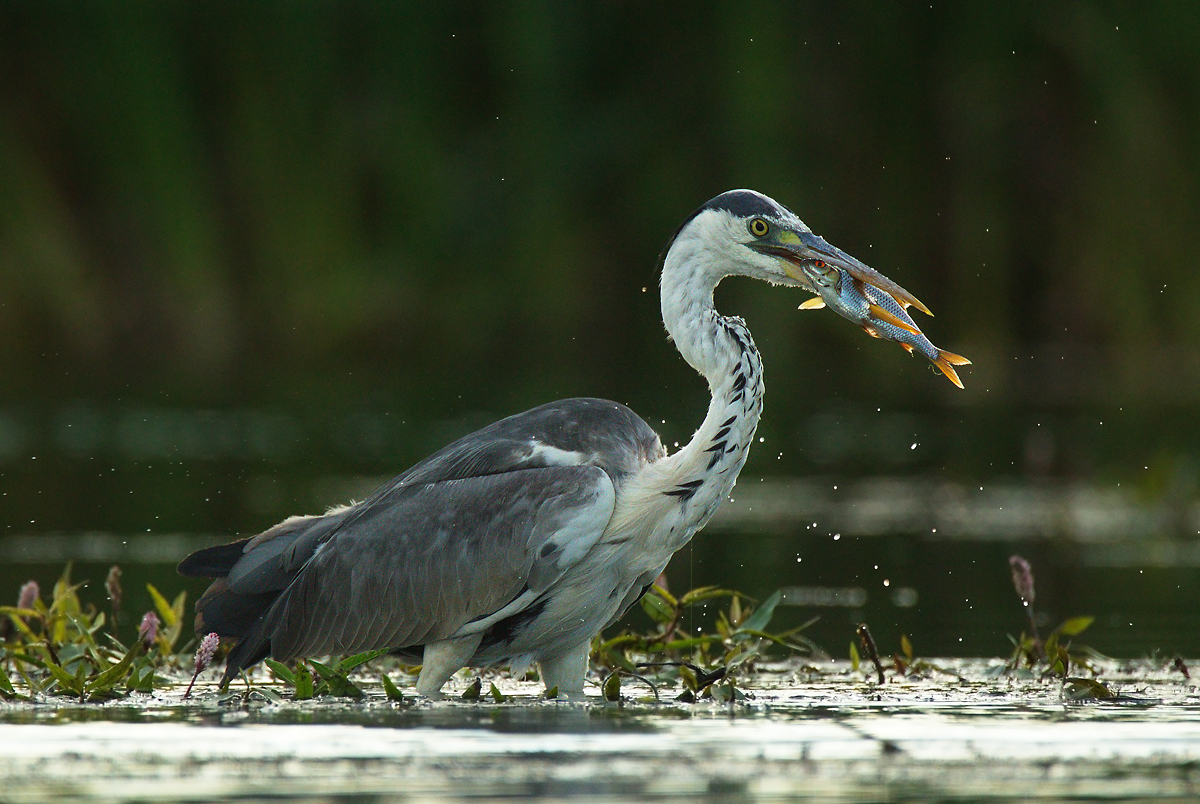 Серая цапля (Ardea cinerea)
