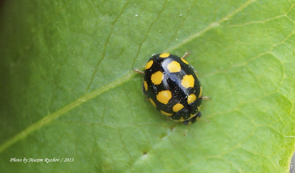 Коровка четырнадцатипятнистая (Coccinula quatuordecimpustulata)