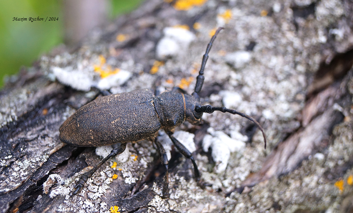 Толстяк ивовый (Lamia textor)