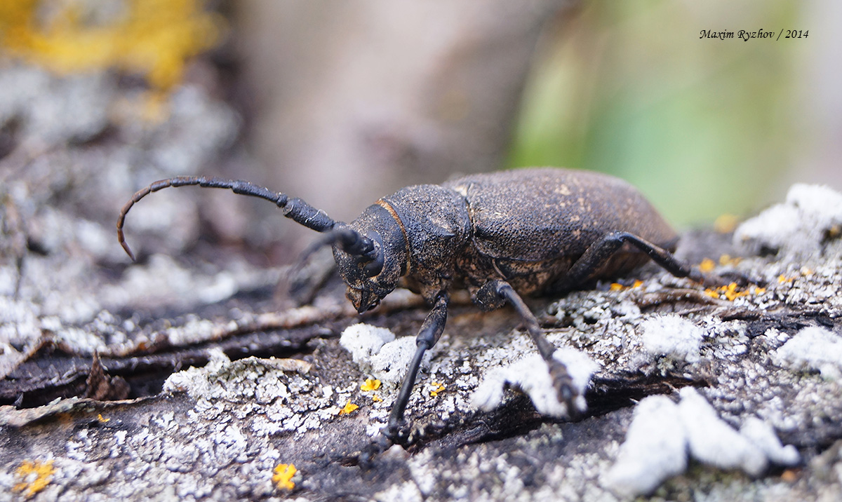 Толстяк ивовый (Lamia textor)
