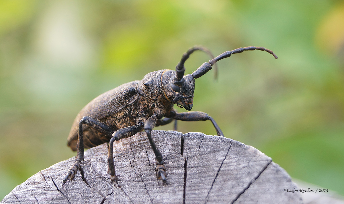 Толстяк ивовый (Lamia textor)