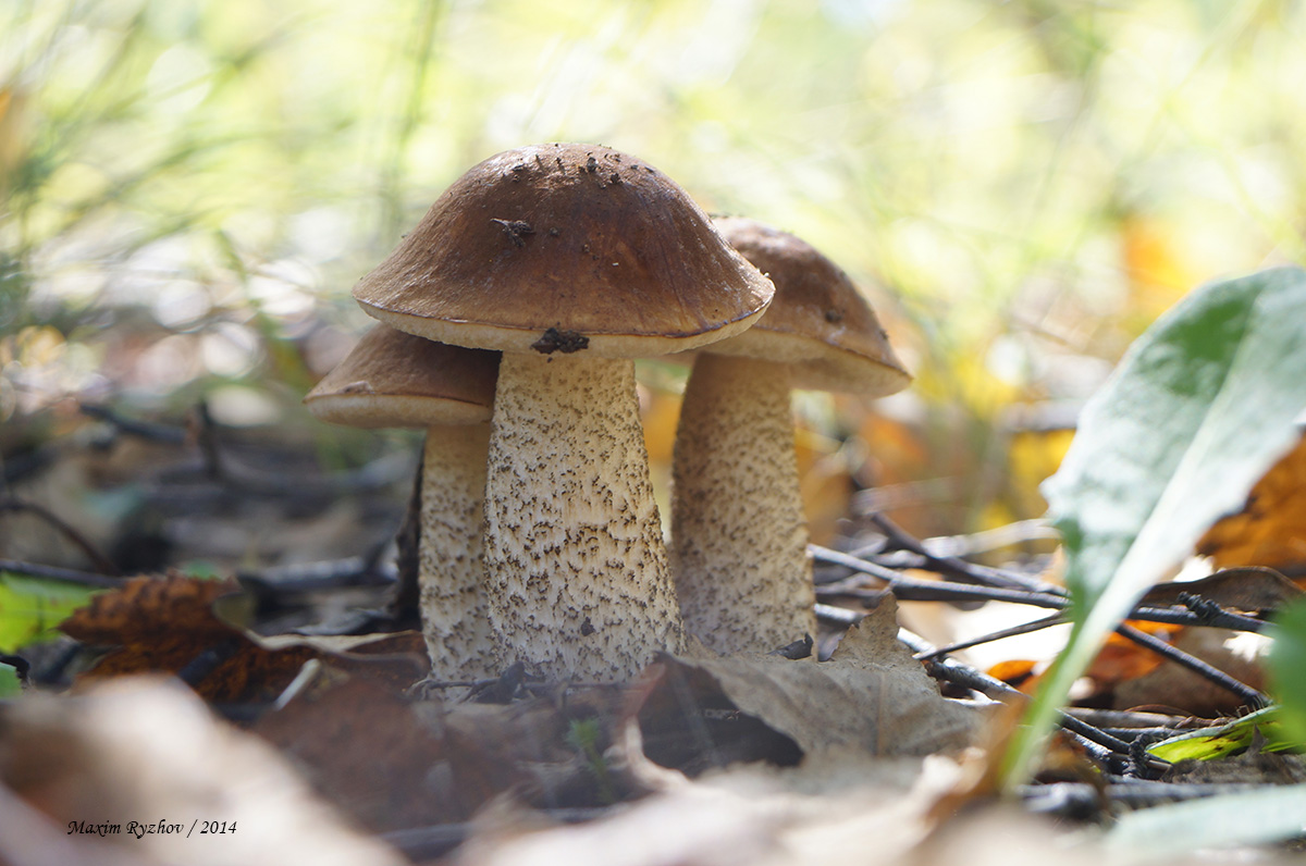 Подберезовик обыкновенный (Leccinum scabrum)