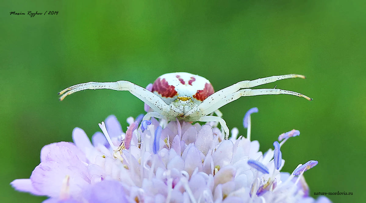 Цветочный паук (Misumena vatia)