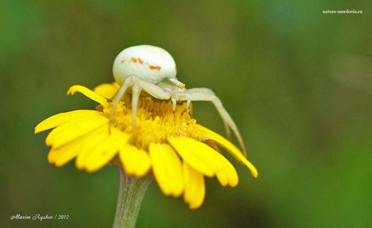 Цветочный паук (Misumena vatia)