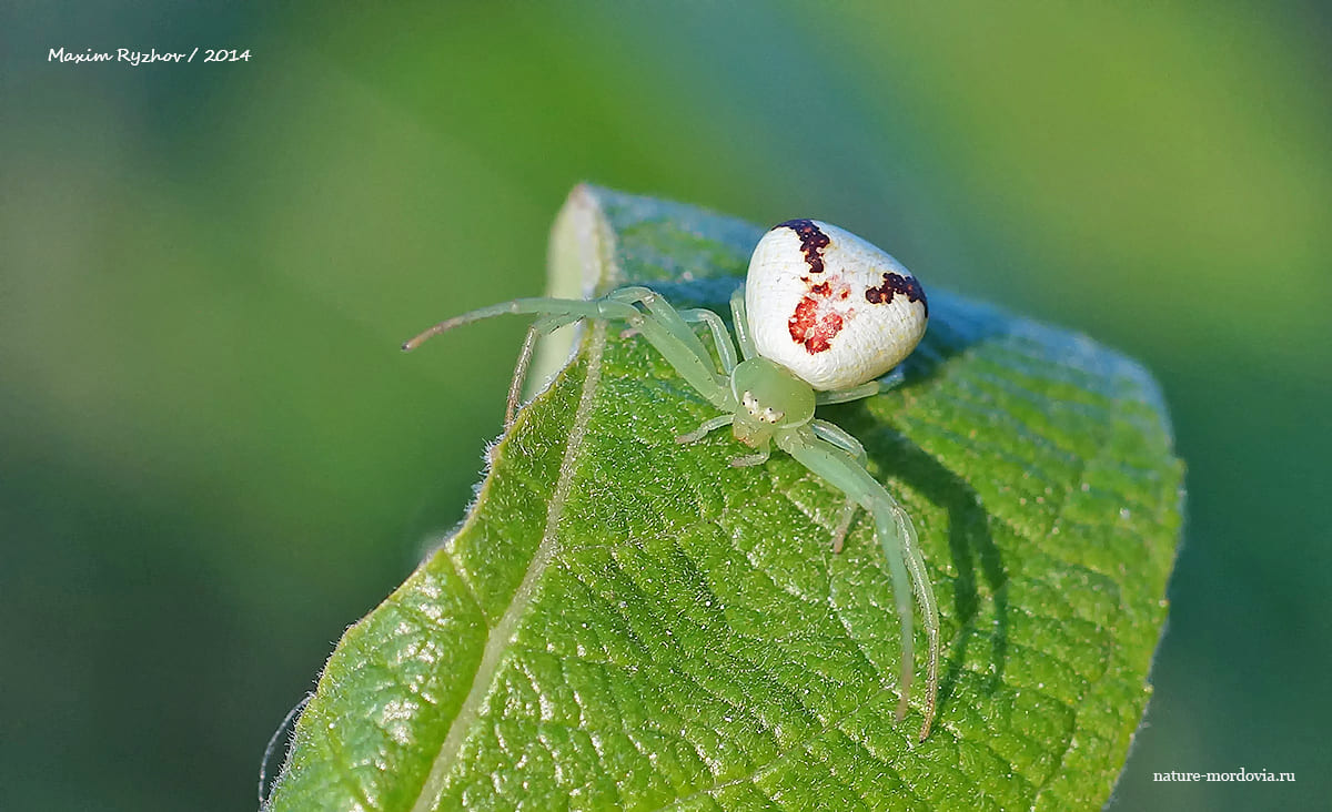Мизуменопс трехостроконечный (Misumenops tricuspidatus)