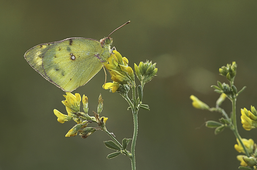Желтушка луговая (Colias hyale)