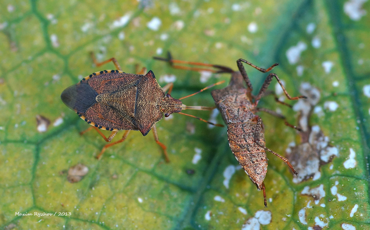 Щитник ольховый (Arma custos) Щитник ольховый (Arma custos)