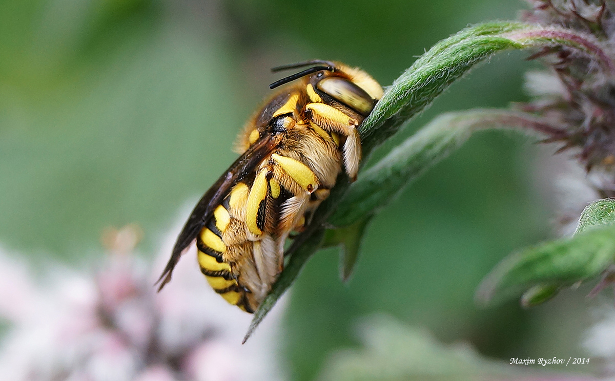 Шерстобит флорентийский (Anthidium florentinum)
