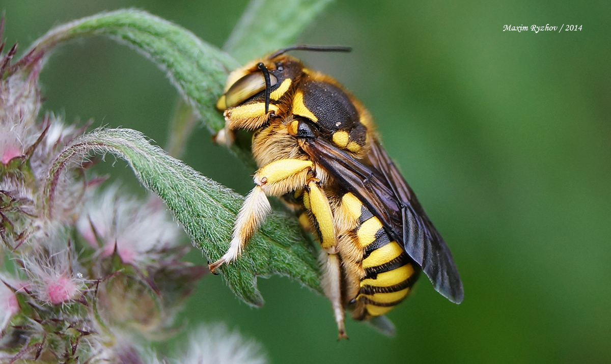 Шерстобит флорентийский (Anthidium florentinum)