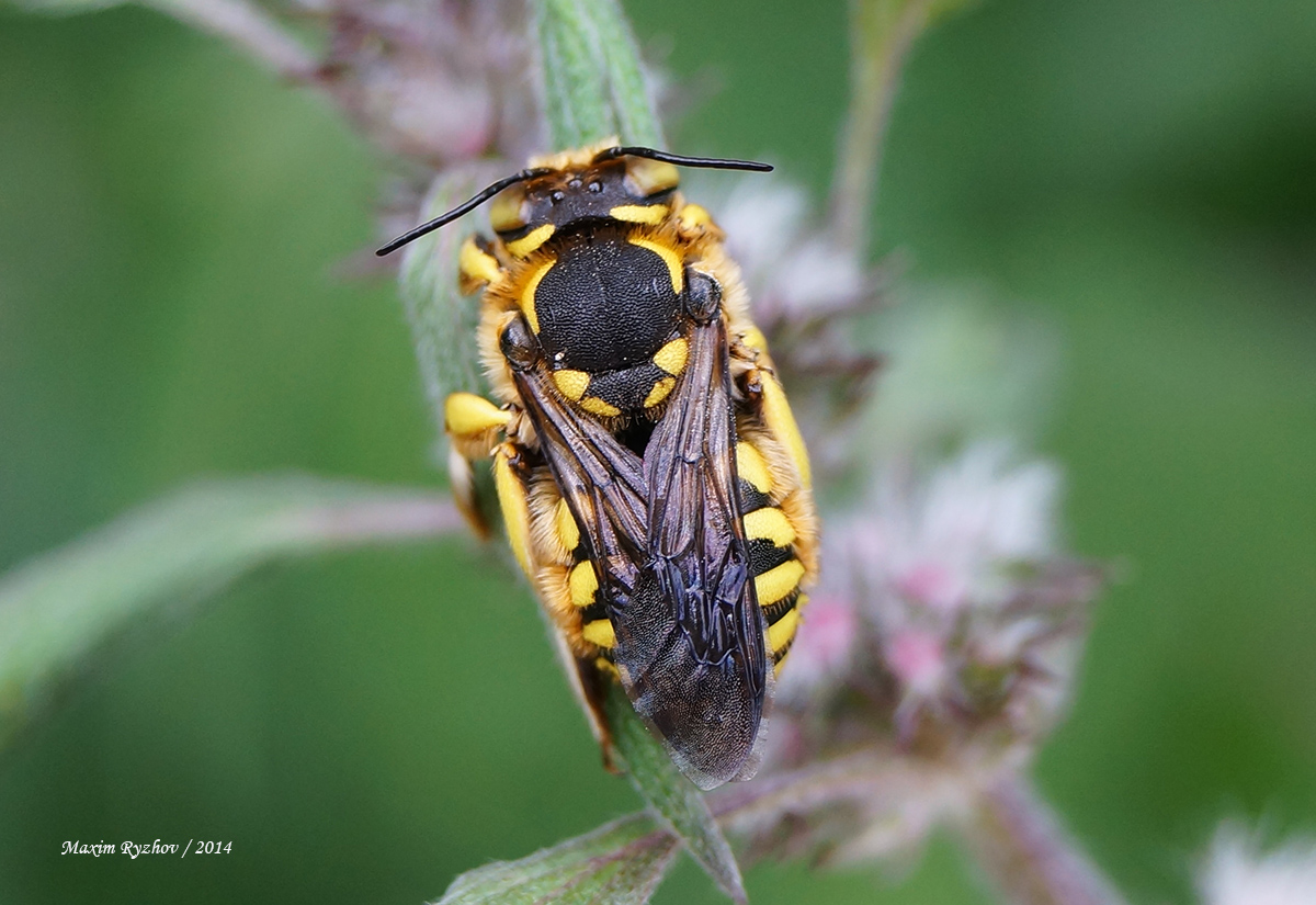 Шерстобит флорентийский (Anthidium florentinum)