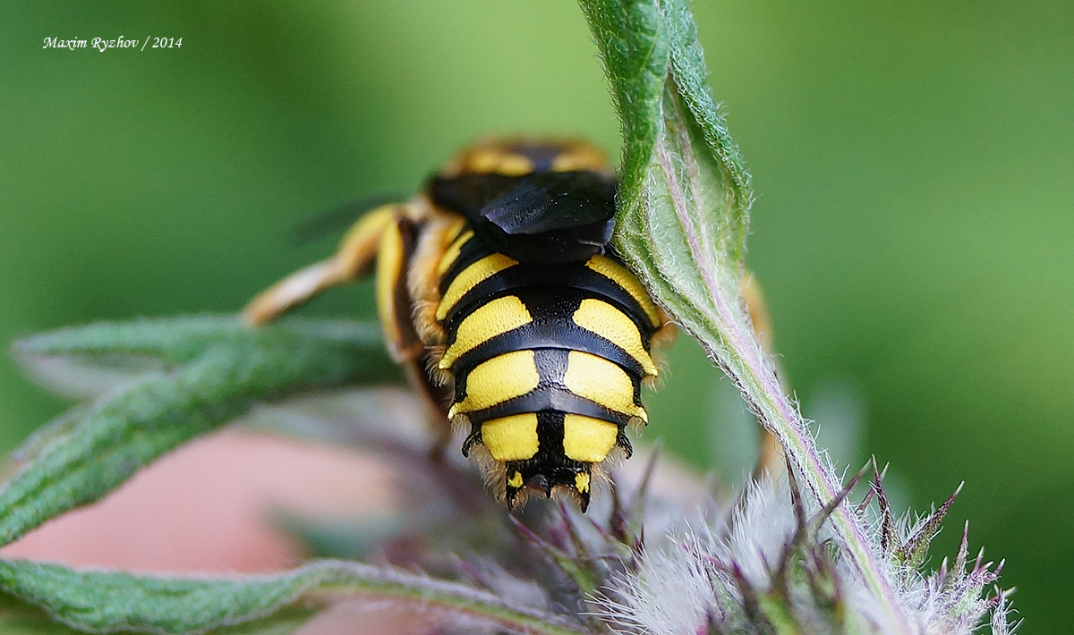 Шерстобит флорентийский (Anthidium florentinum)