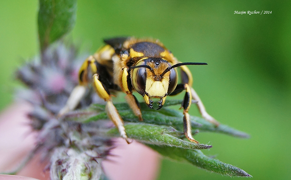 Шерстобит флорентийский (Anthidium florentinum)