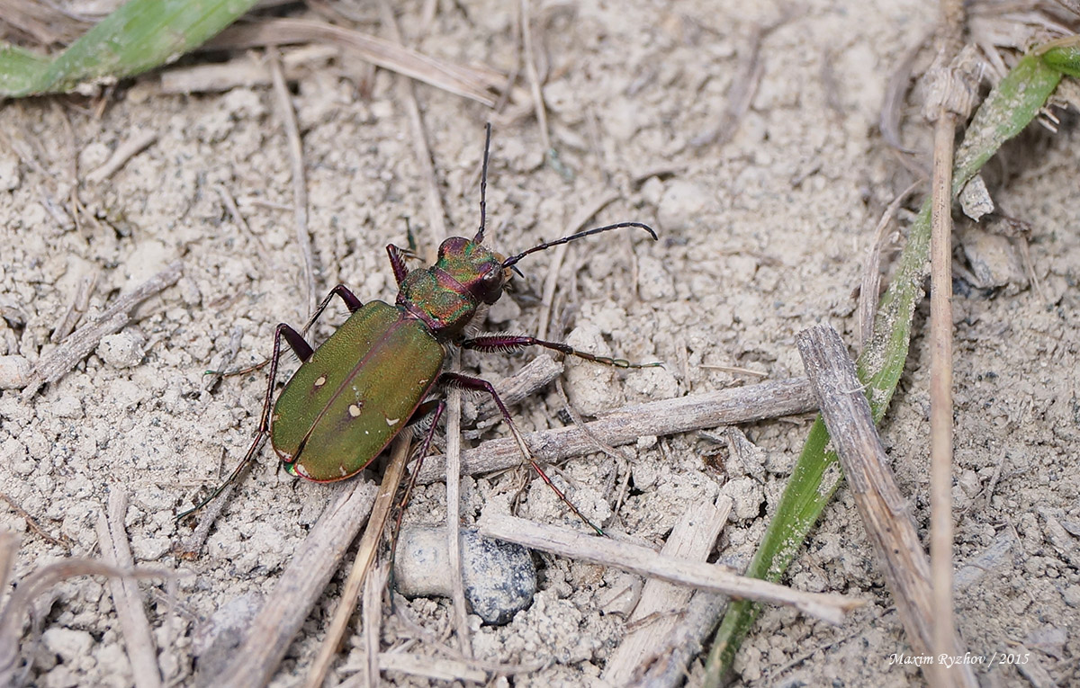 Скакун полевой (Cicindela campestris)