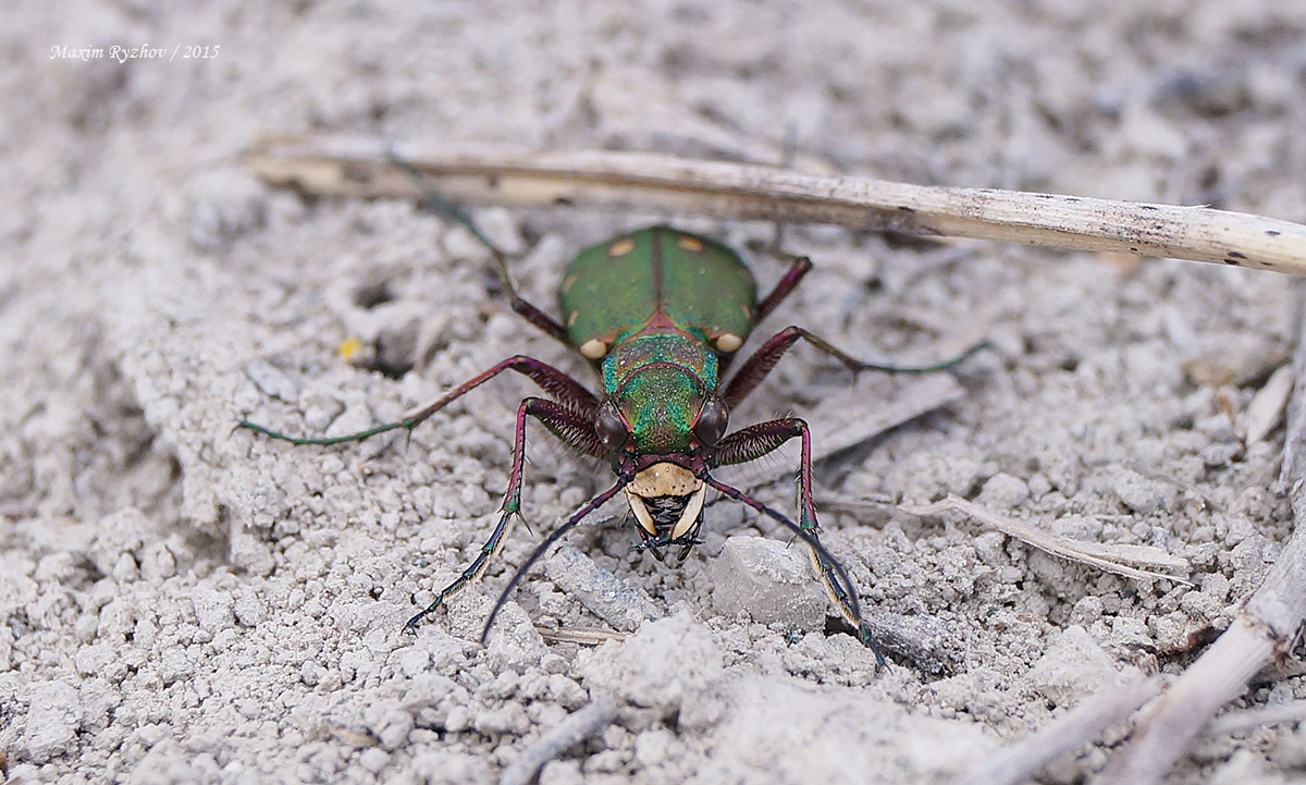 Скакун полевой (Cicindela campestris)