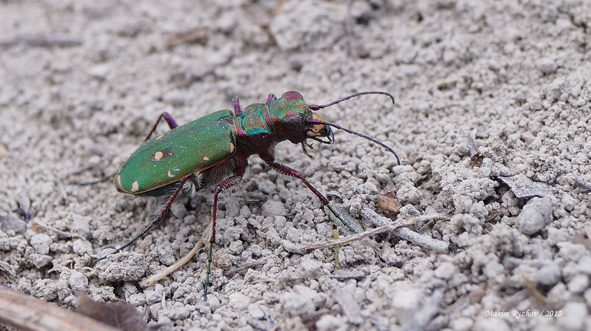 Скакун полевой (Cicindela campestris)