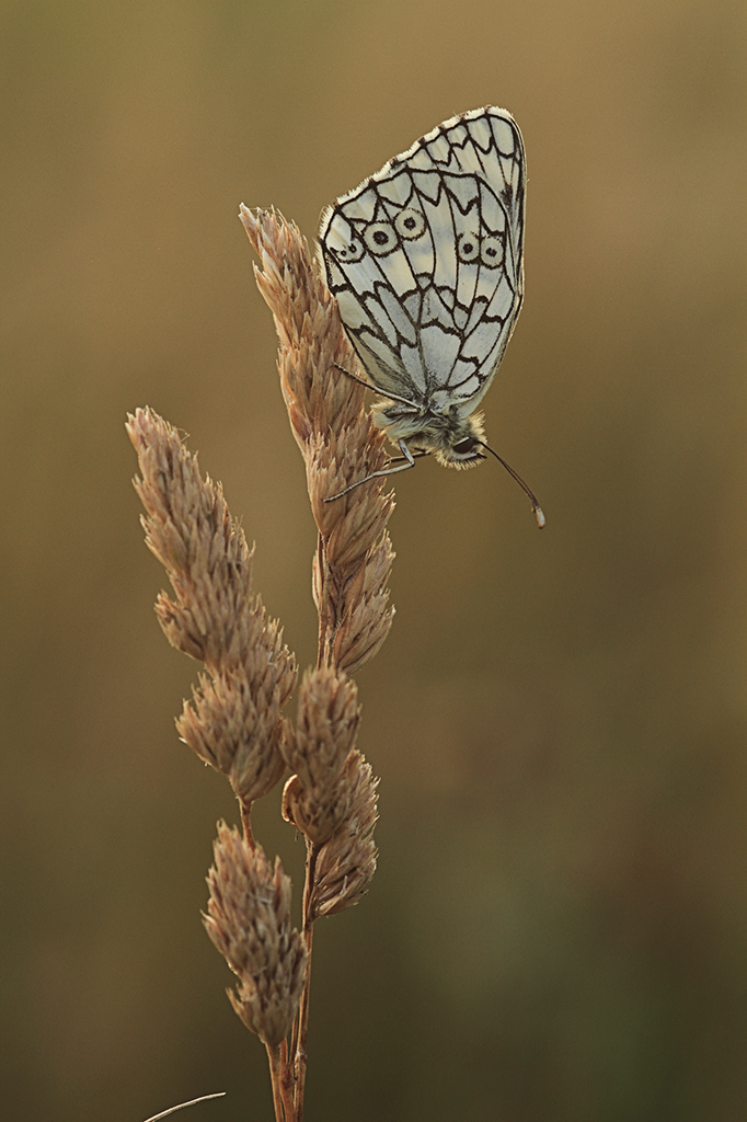 Пестроглазка русская (Melanargia russiae)