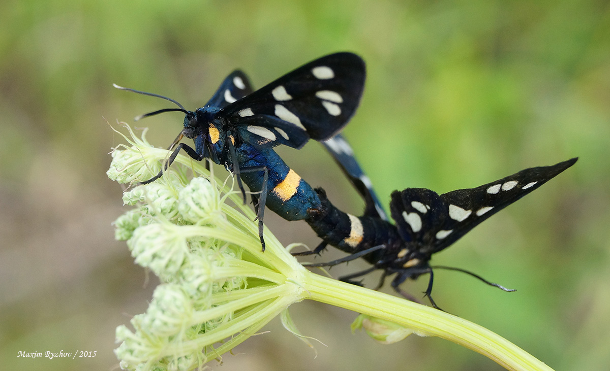 Лжепестрянка обыкновенная Syntomis nigricornis