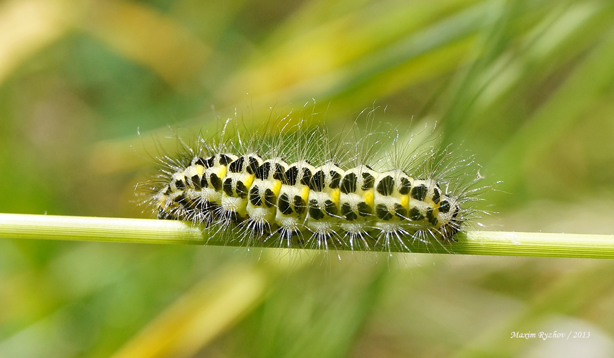 гусеница таволговой пестрянки Zygaena filipendulae.