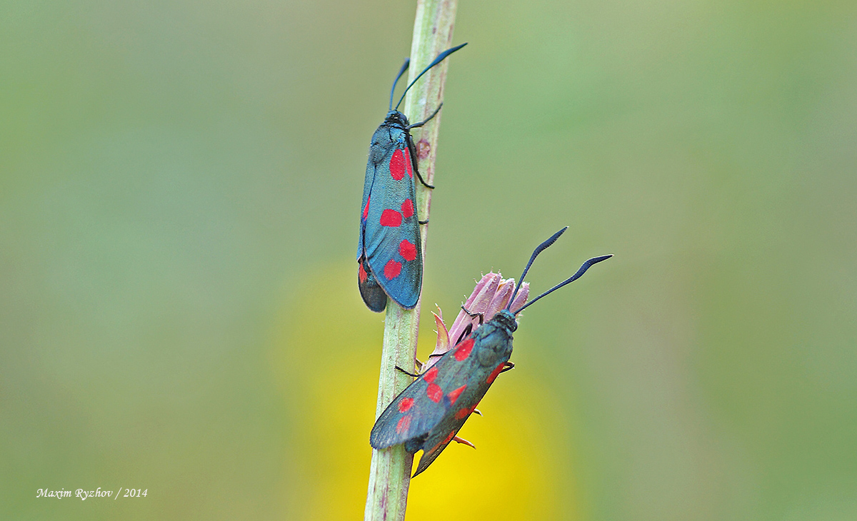 Пестрянка таволговая Zygaena filipendulae