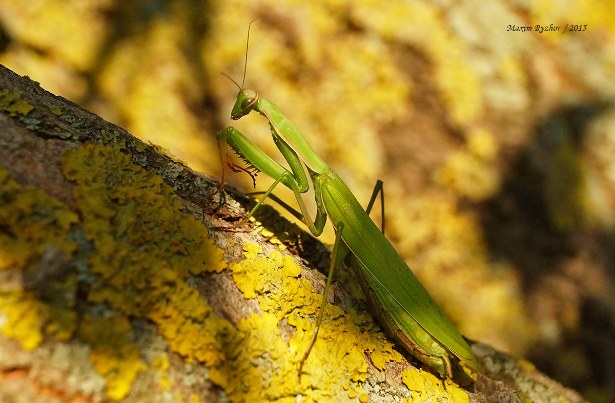 Богомол обыкновенный (Mantis religiosa)
