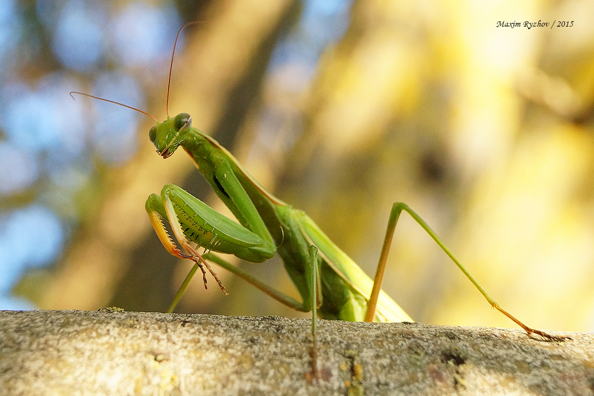 Богомол обыкновенный (Mantis religiosa)