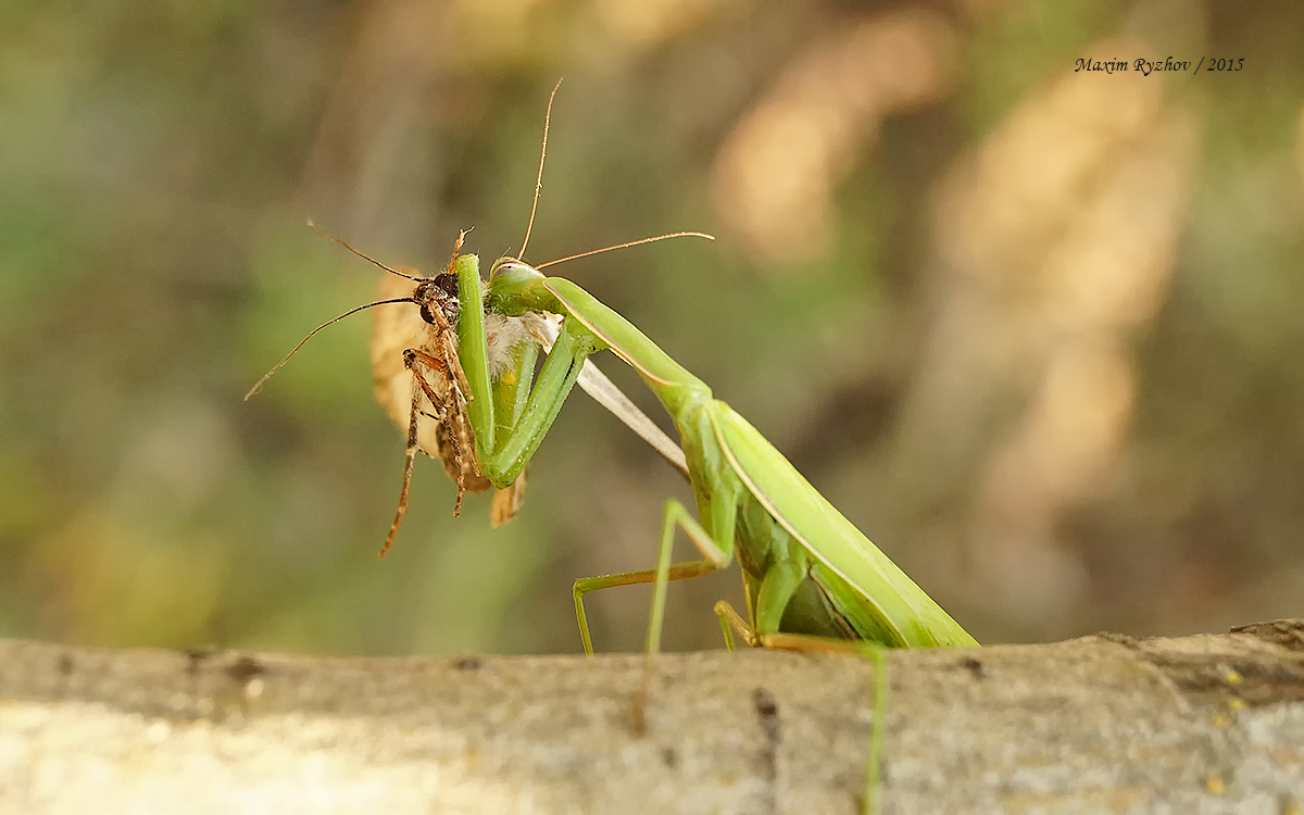 Богомол обыкновенный (Mantis religiosa)