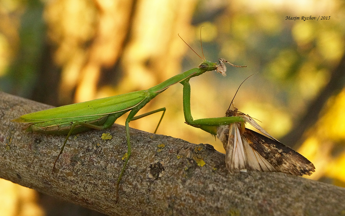 Богомол обыкновенный (Mantis religiosa)