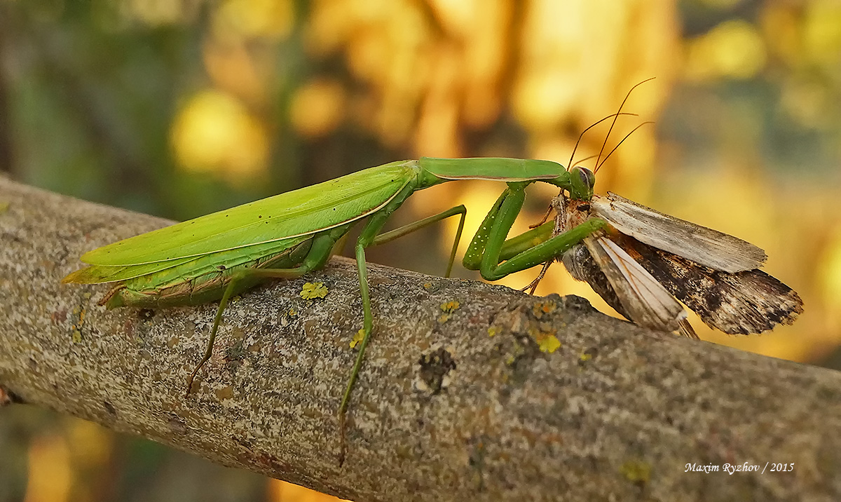 Богомол обыкновенный (Mantis religiosa)