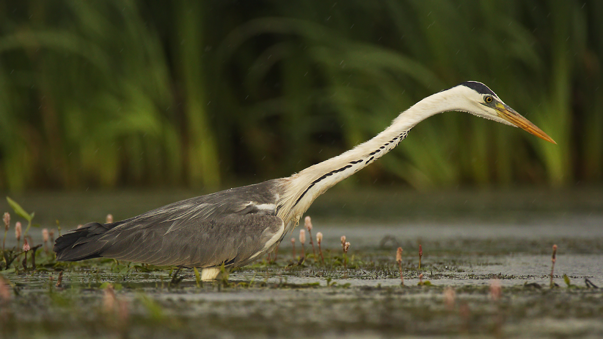 Серая цапля (Ardea cinerea)