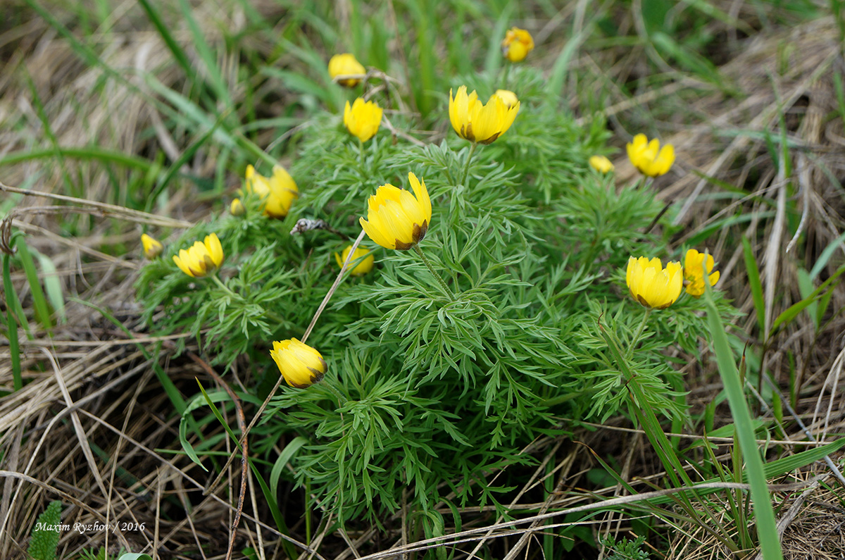 Адонис весенний (Adonis vernalis)