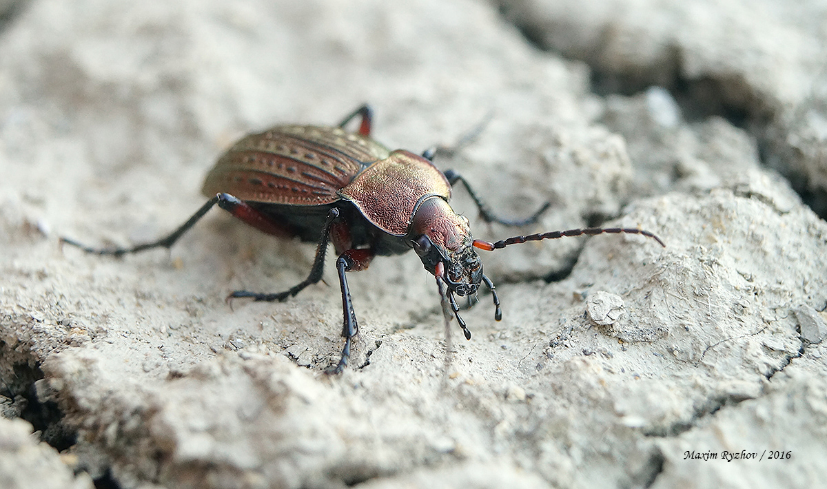 Жужелица решётчатая (Carabus cancellatus)
