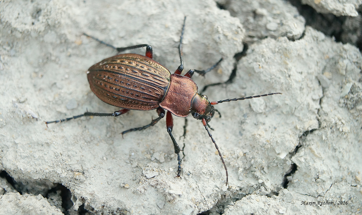 Жужелица решётчатая (Carabus cancellatus)