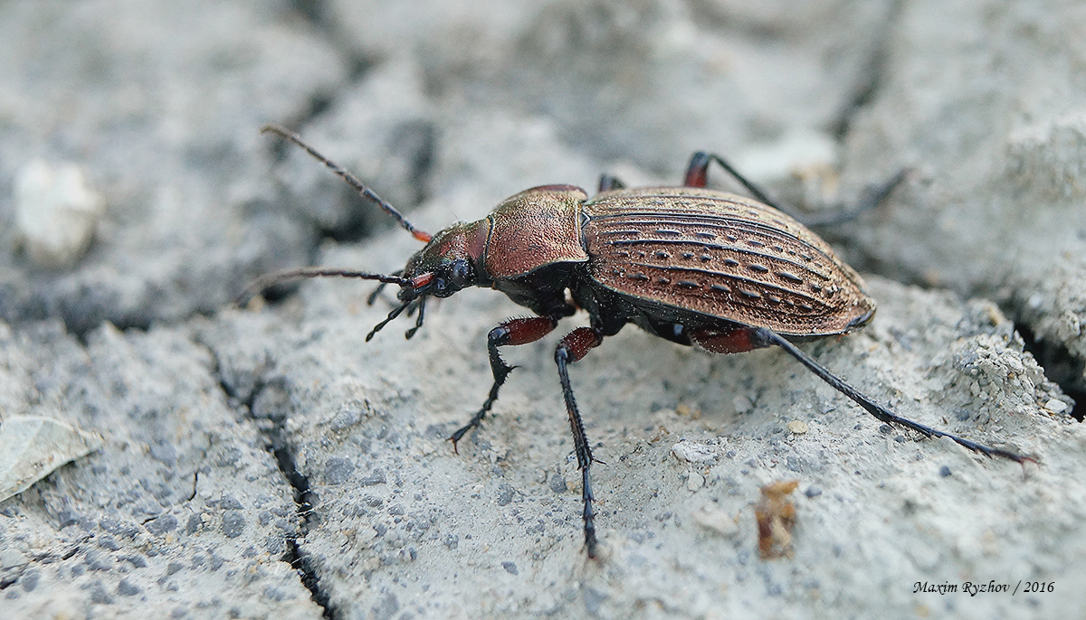 Жужелица решётчатая (Carabus cancellatus)