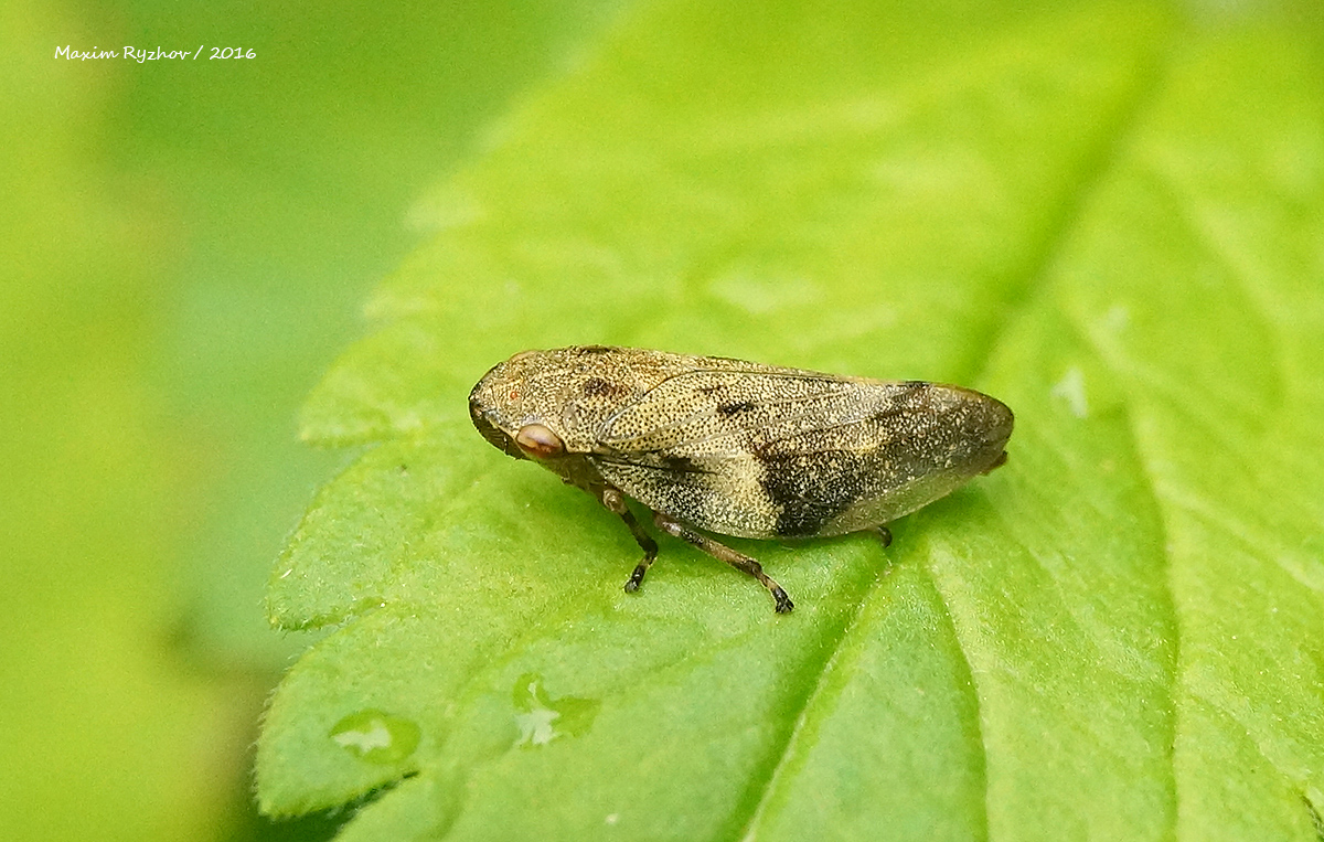 Пенница ольховая (Aphrophora alni)