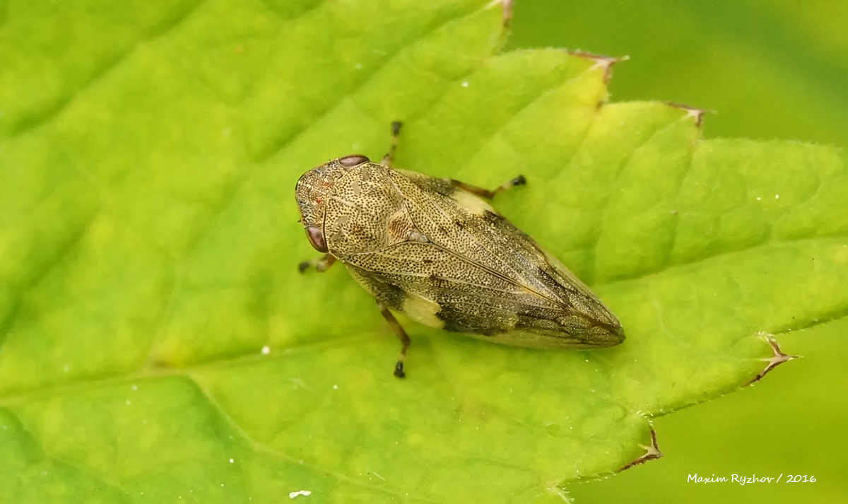 Пенница ольховая (Aphrophora alni)