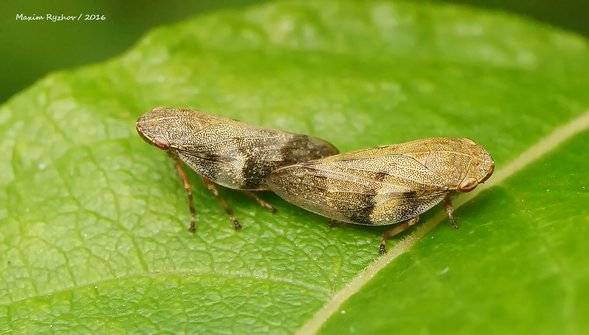 Пенница ольховая (Aphrophora alni)