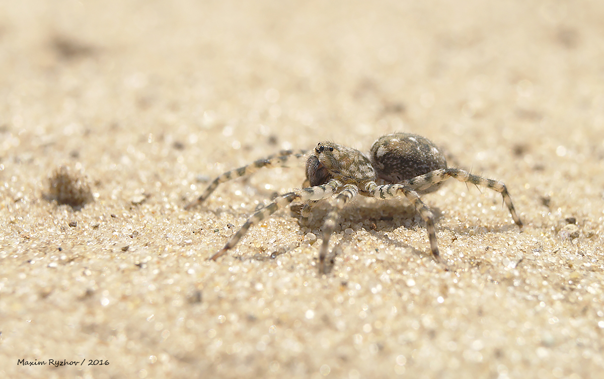 Паук Arctosa cinerea