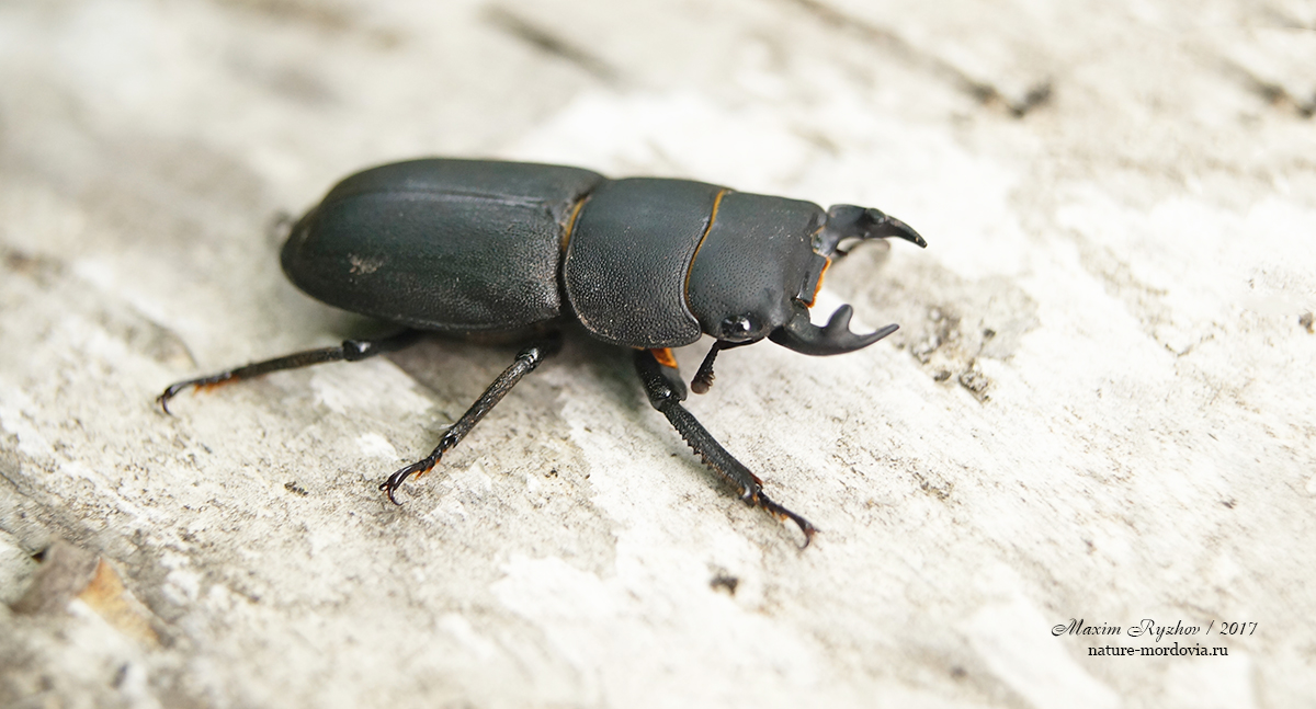 Оленёк обыкновенный (Dorcus parallelipipedus)