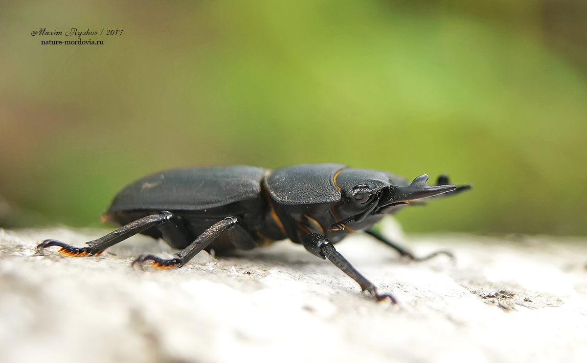 Оленёк обыкновенный (Dorcus parallelipipedus)