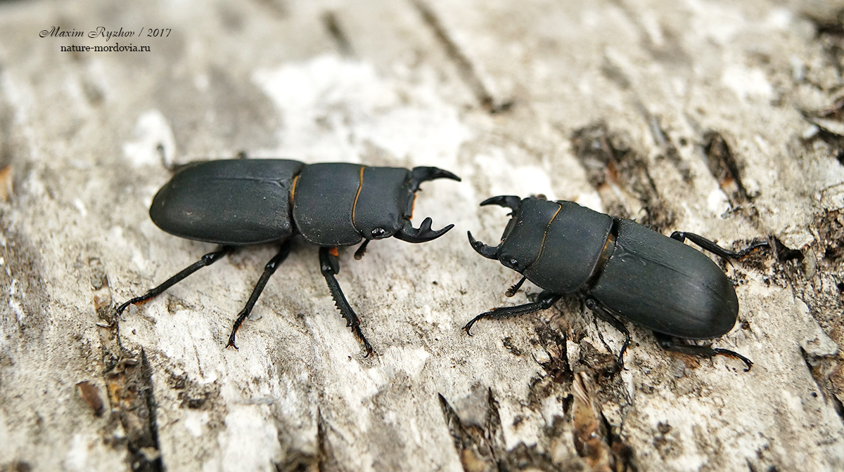 Оленёк обыкновенный (Dorcus parallelipipedus)